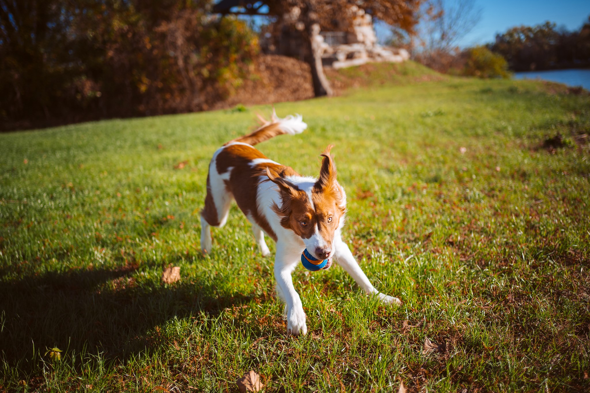 Loyal & Lavish Pet Photography Waco, Texas - Playful Dog Photoshoot