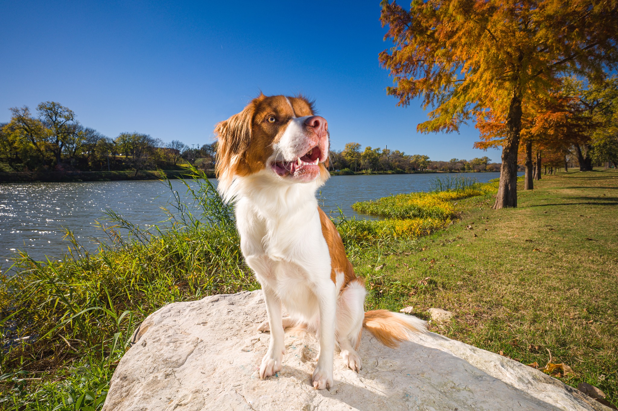 Loyal & Lavish Pet Photography Waco, Texas - Dog Photoshoot Brazos River