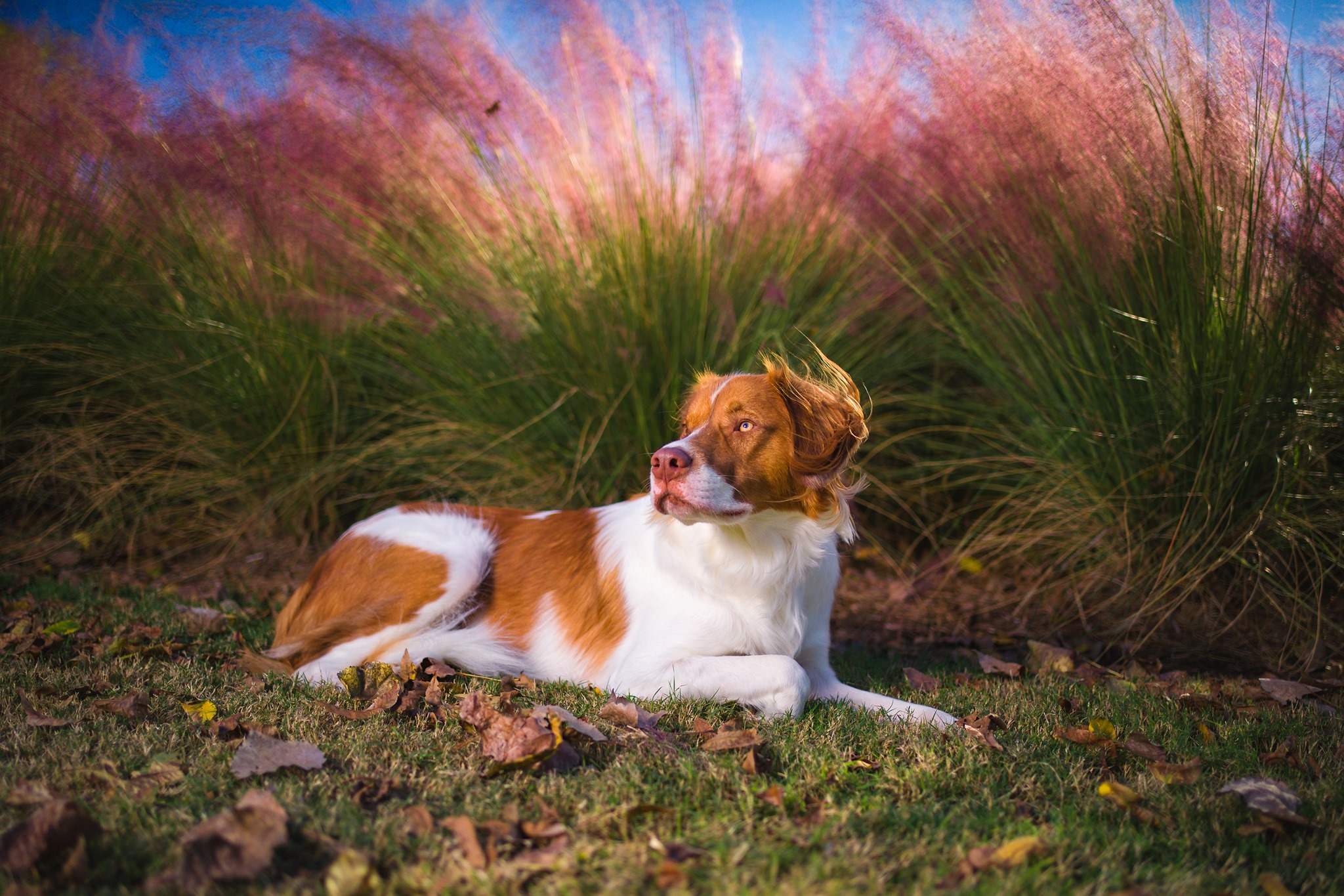 Loyal & Lavish Pet Photography Waco, Texas - Dog Photo Shoot