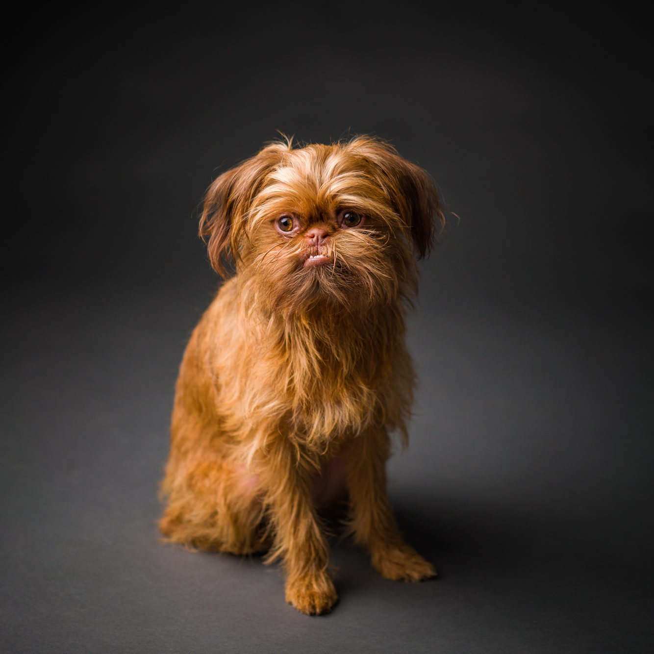 Loyal & Lavish Pet Photography Sarah Patschke Waco, Texas - Brussels Griffon Miss Ouiser Boudreaux