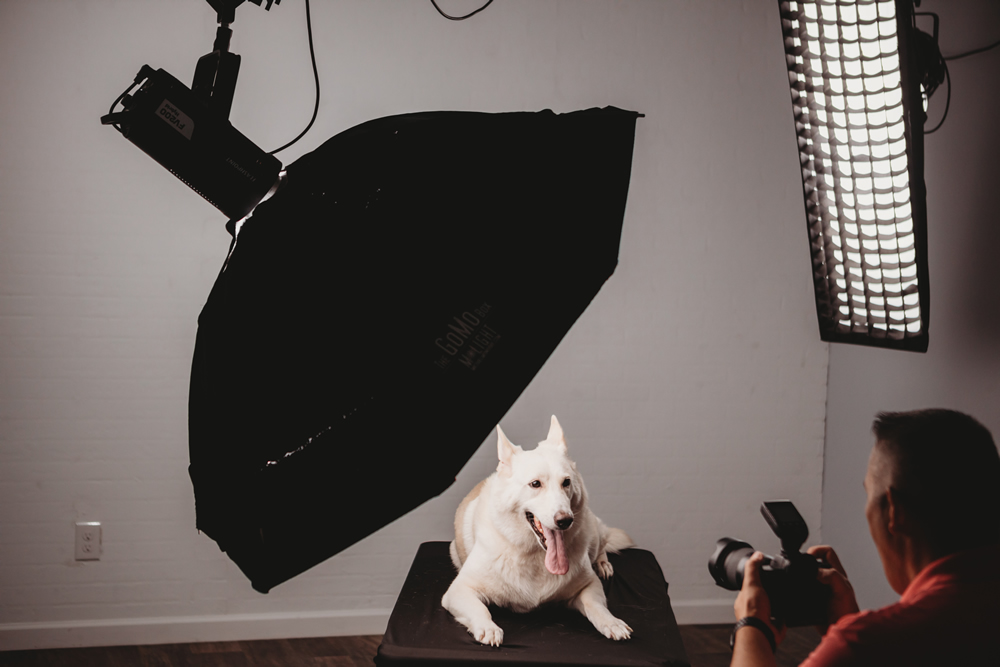 Loyal & Lavish Pet Photography Waco, Texas - Cameron Akin Indoor Studio Pet Photography